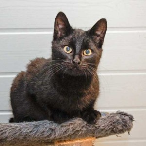 Kater Armani / © 2013 Arche KaNaum (DN)