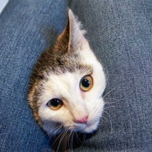 Kater Luigi / © 2013 Arche KaNaum (DN)