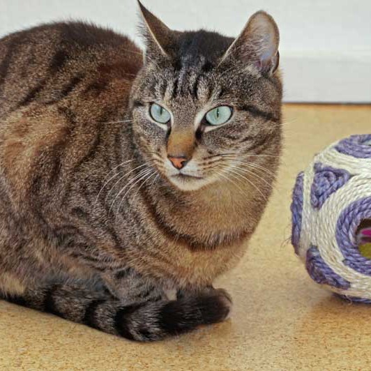 Kater Cosmo / © 2013 Arche KaNaum (DN)