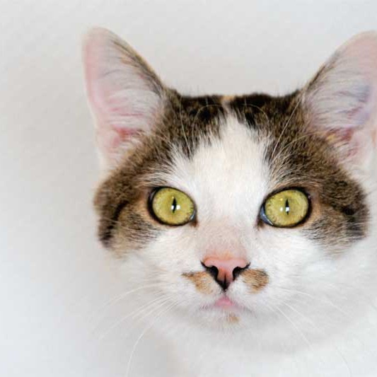 Kater Jojo / © 2013 Arche KaNaum (DN)