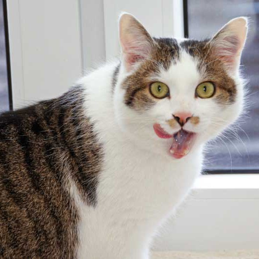 Kater Jojo / © 2013 Arche KaNaum (DN)