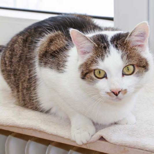 Kater Jojo / © 2013 Arche KaNaum (DN)