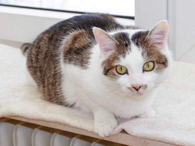 Kater Jojo / © 2013 Arche KaNaum (DN)