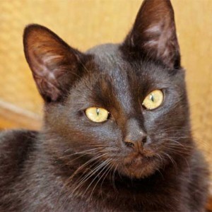 Kater Armani / © 2013 Arche KaNaum (DN)