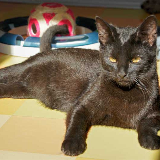 Kater Armani Kater Armani / © 2013 Arche KaNaum (DN)