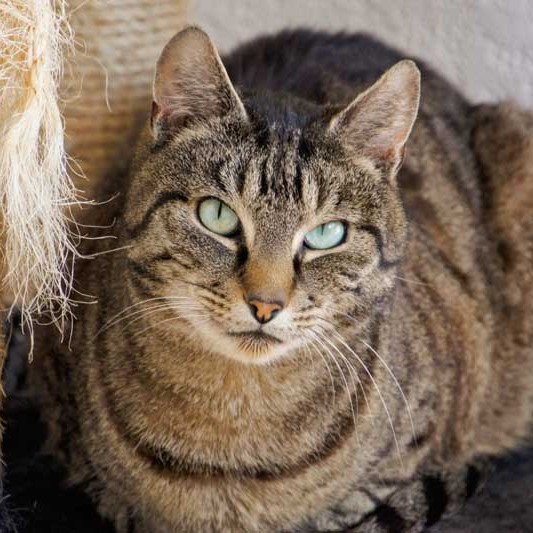 Kater Cosmo / © 2013 Arche KaNaum (DN)