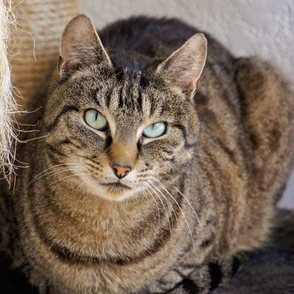 Kater Cosmo / © 2013 Arche KaNaum (DN)