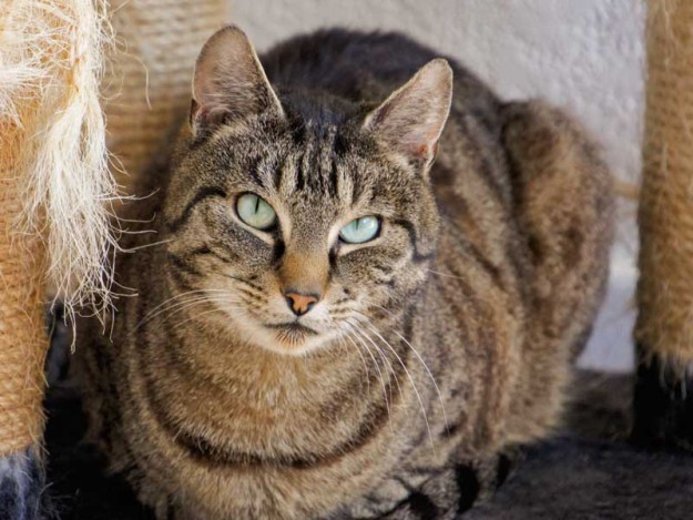 Kater Cosmo / © 2013 Arche KaNaum (DN)