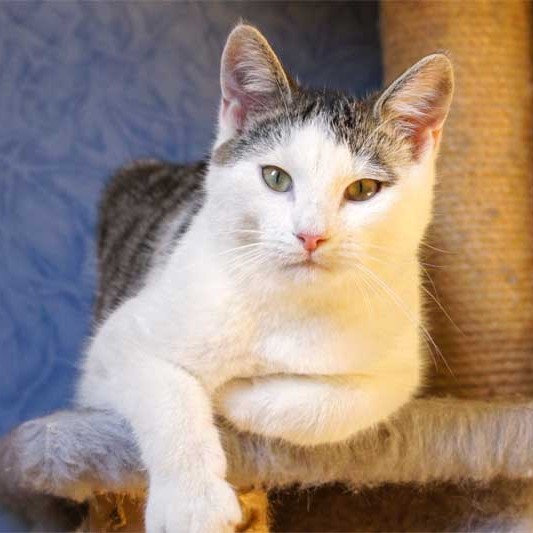 Kater Luigi / © 2013 Arche KaNaum (DN)