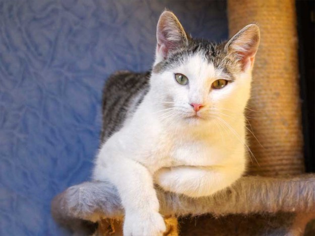 Kater Luigi / © 2013 Arche KaNaum (DN)