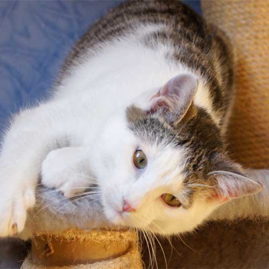 Kater Luigi / © 2013 Arche KaNaum (DN)