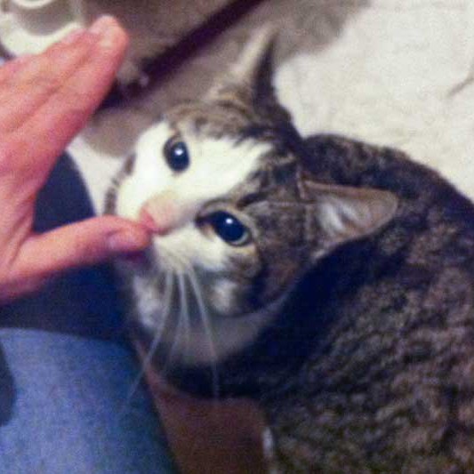 Kater Karl-Max / © 2013 Arche KaNaum (DN)