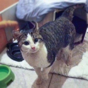 Kater Karl-Max / © 2013 Arche KaNaum (DN)