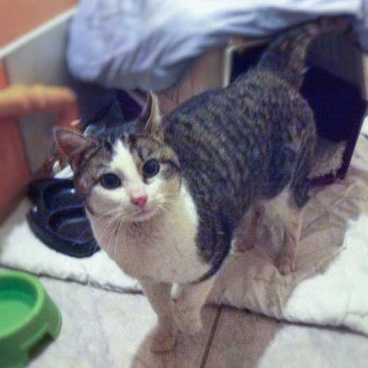 Kater Karl-Max / © 2013 Arche KaNaum (DN)