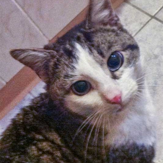 Kater Karl-Max / © 2013 Arche KaNaum (DN)