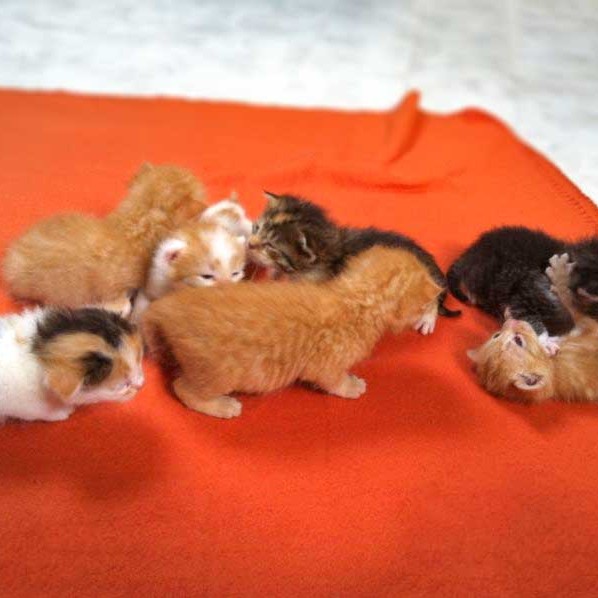 Die 7 FlaschenZwerge Die 7 FlaschenZwerge / © 2013 Arche KaNaum (DN)