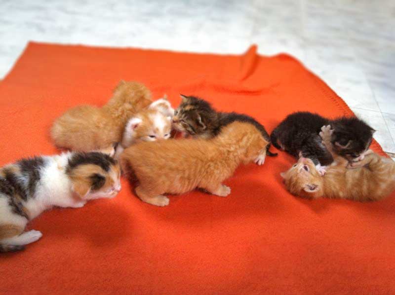 Die 7 FlaschenZwerge / © 2013 Arche KaNaum (DN)