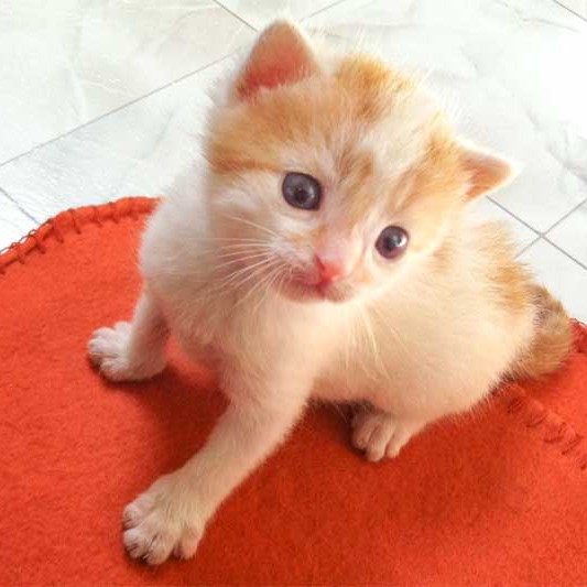 Kater Toni / © 2013 Arche KaNaum (DN)