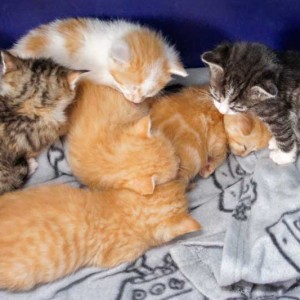 6 unserer 7 FlaschenZwerge 6 unserer 7 FlaschenZwerge / © 2013 Arche KaNaum (DN)