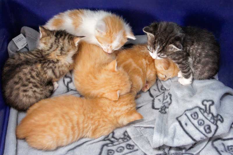 6 unserer 7 FlaschenZwerge / © 2013 Arche KaNaum (DN)