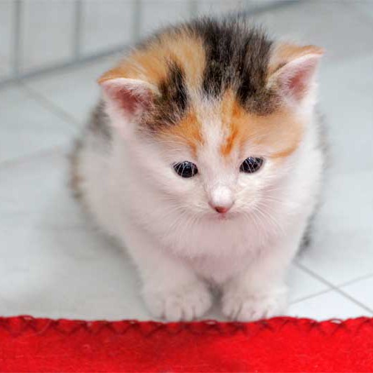 Kätzin Milka Kätzin Milka / © 2013 Arche KaNaum (DN)