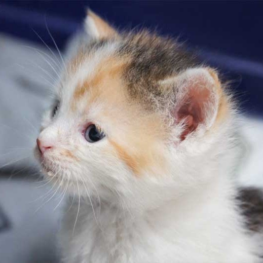 Kätzin Milka Kätzin Milka / © 2013 Arche KaNaum (DN)