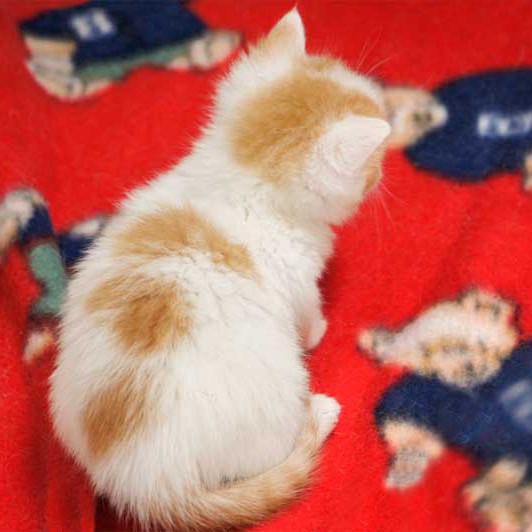 Kater Toni / © 2013 Arche KaNaum (DN)