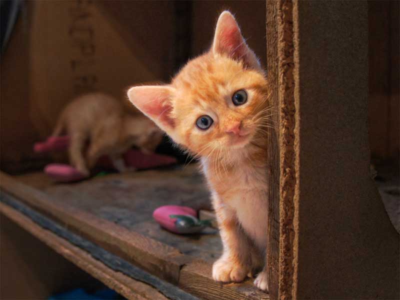 Kater Kevin / © 2013 Arche KaNaum (DN)