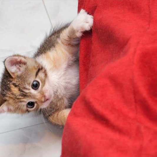 Kätzin Merle in Aktion / © 2013 Arche KaNaum (DN)