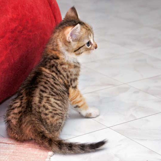 Kätzin Merle / © 2013 Arche KaNaum (DN)