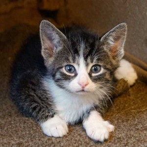 Kater Odin Kater Odin / © 2013 Arche KaNaum (DN)