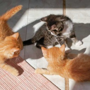 Kater Odin (hinten), Kevin und Merlin in Aktion Kater Odin (hinten), Kevin und Merlin in Aktion / © 2013 Arche KaNaum (DN)