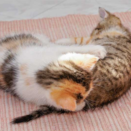 Kätzinnen Milka (l.) und Merle in Aktion / © 2013 Arche KaNaum (DN)