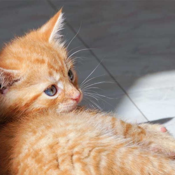 Kätzin Irmchen Kätzin Irmchen / © 2013 Arche KaNaum (DN)