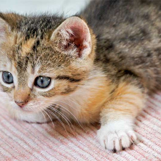 Kätzin Merle / © 2013 Arche KaNaum (DN)