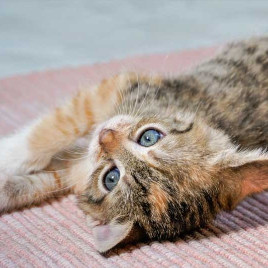 Kätzin Merle / © 2013 Arche KaNaum (DN)