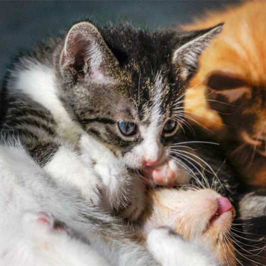 Kater Odin in Aktion / © 2013 Arche KaNaum (DN)