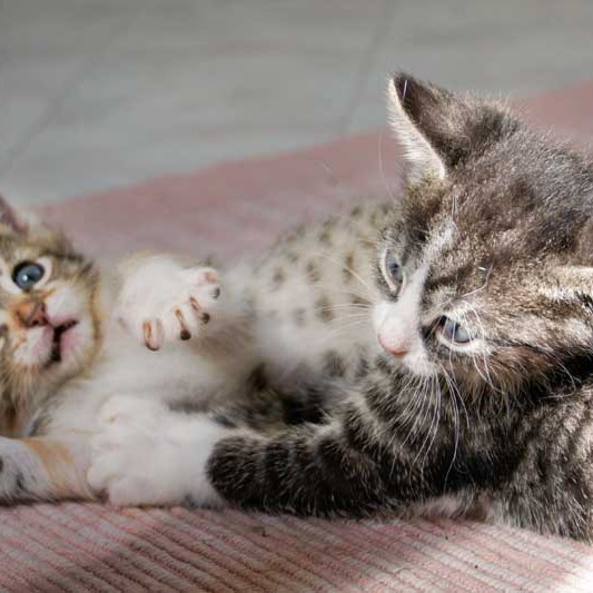 Kater Odin in Aktion / © 2013 Arche KaNaum (DN)