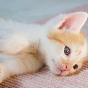 Kater Toni Kater Toni / © 2013 Arche KaNaum (DN)