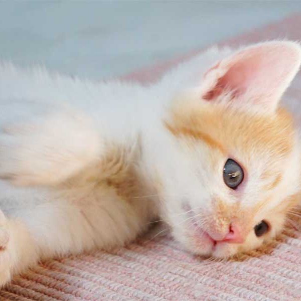 Kater Toni / © 2013 Arche KaNaum (DN)