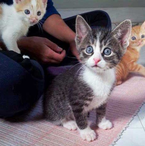 Kater Odin / © 2013 Arche KaNaum (DN)