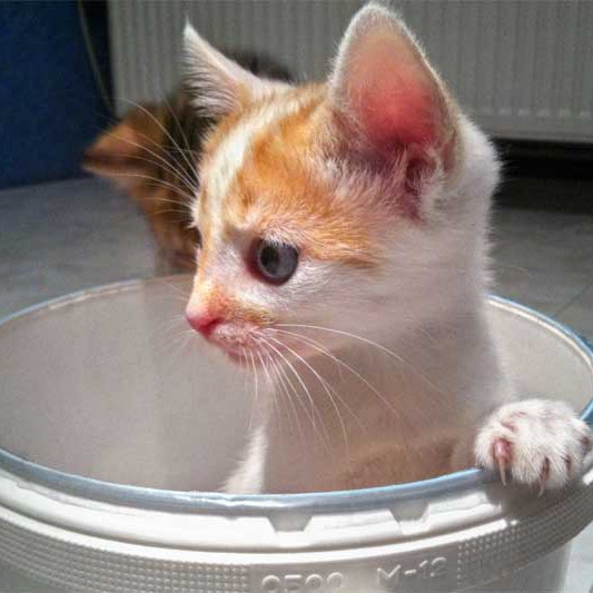 Kater Toni / © 2013 Arche KaNaum (DN)