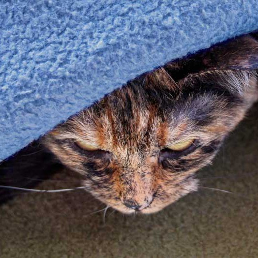 Kätzin Gina / © 2013 Arche KaNaum (DN)