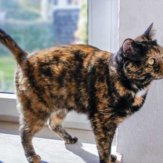 Kätzin Gina / © 2013 Arche KaNaum (DN)