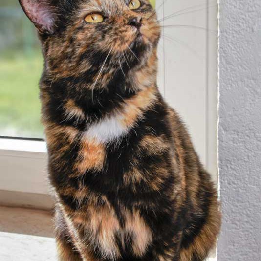 Kätzin Gina / © 2013 Arche KaNaum (DN)