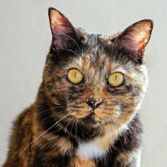 Kätzin Gina / © 2013 Arche KaNaum (DN)