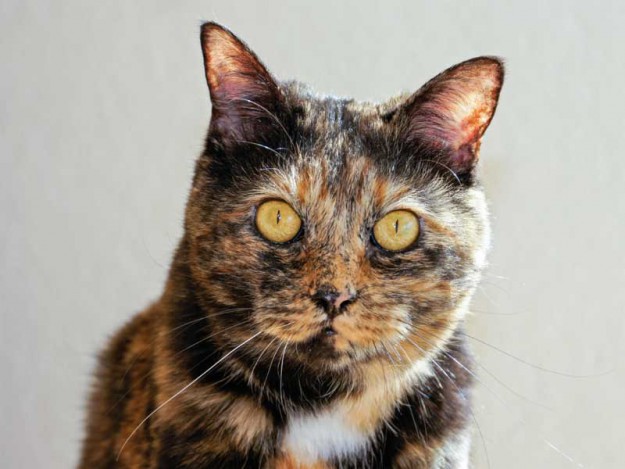 Kätzin Gina / © 2013 Arche KaNaum (DN)