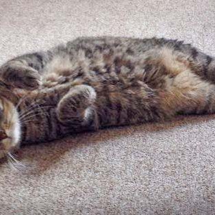 Kätzin Lina / © 2014 Arche KaNaum (DN)