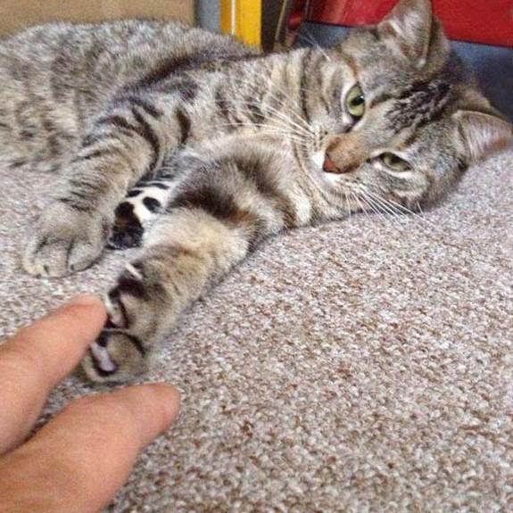 Kätzin Lina / © 2014 Arche KaNaum (DN)