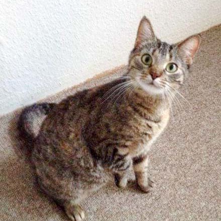 Kätzin Lina / © 2014 Arche KaNaum (DN)